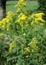 whole : nom scientifique : Solidago canadensis L. , Solidago , Asteraceae