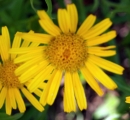 flower :