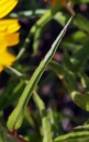 leaf :