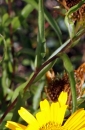 stemleaf :