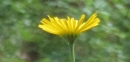flower  : nom scientifique : Buphthalmum salicifolium L. , Buphthalmum , Asteraceae 