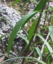 leaf  : nom scientifique : Buphthalmum salicifolium L. , Buphthalmum , Asteraceae 