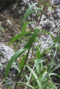 stemleaf  : nom scientifique : Buphthalmum salicifolium L. , Buphthalmum , Asteraceae 