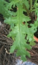 leaf  : nom scientifique : Senecio vulgaris L. , Senecio , Asteraceae 