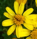 flower : nom scientifique : Senecio jacobaea L. , Senecio , Asteraceae