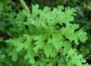 leaf : nom scientifique : Senecio jacobaea L. , Senecio , Asteraceae