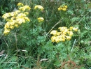 whole : nom scientifique : Senecio jacobaea L. , Senecio , Asteraceae
