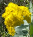 flower : nom scientifique : Senecio doronicum (L.) L. , Senecio , Asteraceae
