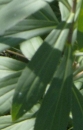leaf : nom scientifique : Senecio doronicum (L.) L. , Senecio , Asteraceae