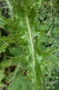 leaf  : nom scientifique : Sonchus asper (L.) Hill , Sonchus , Asteraceae 