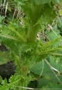stemleaf  : nom scientifique : Sonchus asper (L.) Hill , Sonchus , Asteraceae 
