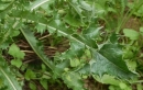 leaf : nom scientifique : Sonchus oleraceus L. , Sonchus , Asteraceae