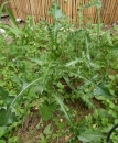 whole : nom scientifique : Sonchus oleraceus L. , Sonchus , Asteraceae