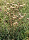 whole  : nom scientifique : Carlina vulgaris L. , Carlina , Asteraceae 