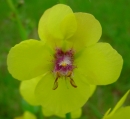 flower : nom scientifique : Verbascum virgatum Stokes , Verbascum , Scrophulariaceae