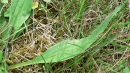 leaf  : nom scientifique : Plantago lanceolata L. , Plantago , Plantaginaceae 