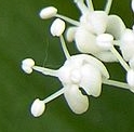 flower  : nom scientifique : Maianthemum bifolium (L.) F.W. Schmidt , Maianthemum , Asparagaceae 