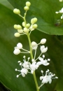 flower  : nom scientifique : Maianthemum bifolium (L.) F.W. Schmidt , Maianthemum , Asparagaceae 