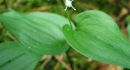 stemleaf  : nom scientifique : Maianthemum bifolium (L.) F.W. Schmidt , Maianthemum , Asparagaceae 