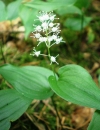 whole  : nom scientifique : Maianthemum bifolium (L.) F.W. Schmidt , Maianthemum , Asparagaceae 