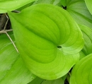 leaf  : nom scientifique : Maianthemum bifolium (L.) F.W. Schmidt , Maianthemum , Asparagaceae 