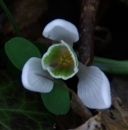 flower  : nom scientifique : Galanthus nivalis L. , Galanthus , Amaryllidaceae 