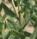 stemleaf  : nom scientifique : Cardaria draba (L.) Desv. , Cardaria , Brassicaceae 