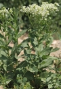 whole  : nom scientifique : Cardaria draba (L.) Desv. , Cardaria , Brassicaceae 