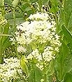 flower  : nom scientifique : Cardaria draba (L.) Desv. , Cardaria , Brassicaceae 