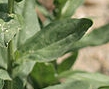 leaf  : nom scientifique : Cardaria draba (L.) Desv. , Cardaria , Brassicaceae 