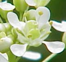 flower  : nom scientifique : Cardaria draba (L.) Desv. , Cardaria , Brassicaceae 