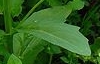 leaf  : nom scientifique : Thlaspi arvense L. , Thlaspi , Brassicaceae 