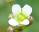 flower  : nom scientifique : Capsella bursa-pastoris (L.) Medik. , Capsella , Brassicaceae 