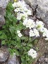 whole  : nom scientifique : Arabis alpina L. , Arabis , Brassicaceae 