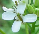 flower  : nom scientifique : Alliaria petiolata (M. Bieb.) Cavara & Grande , Alliaria , Brassicaceae 