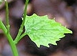 leaf  : nom scientifique : Alliaria petiolata (M. Bieb.) Cavara & Grande , Alliaria , Brassicaceae 