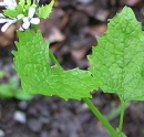 stemleaf  : nom scientifique : Alliaria petiolata (M. Bieb.) Cavara & Grande , Alliaria , Brassicaceae 