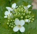 flower  : nom scientifique : Alliaria petiolata (M. Bieb.) Cavara & Grande , Alliaria , Brassicaceae 