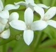 flower  : nom scientifique : Galium odoratum (L.) Scop. , Galium , Rubiaceae 