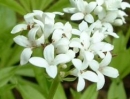 flower  : nom scientifique : Galium odoratum (L.) Scop. , Galium , Rubiaceae 