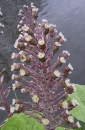 flower  : nom scientifique : Petasites hybridus (L.) P. Gaertn., B. Mey. & Scherb. , Petasites , Asteraceae 