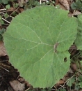 leaf  : nom scientifique : Petasites hybridus (L.) P. Gaertn., B. Mey. & Scherb. , Petasites , Asteraceae 