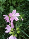 flower  : nom scientifique : Malva moschata L. , Malva , Malvaceae 
