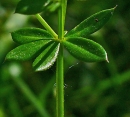 stemleaf  : nom scientifique : Galium mollugo L. , Galium , Rubiaceae 