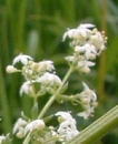 flower  : nom scientifique : Galium mollugo L. , Galium , Rubiaceae 