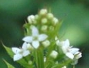 flower  : nom scientifique : Galium aparine L. , Galium , Rubiaceae 