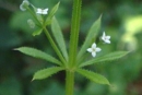 stemleaf  : nom scientifique : Galium aparine L. , Galium , Rubiaceae 