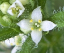 flower  : nom scientifique : Galium aparine L. , Galium , Rubiaceae 