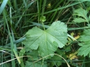 leaf  : nom scientifique : Malva moschata L. , Malva , Malvaceae 