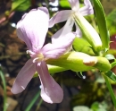 flower  : nom scientifique : Saponaria officinalis L. , Saponaria , Caryophyllaceae 